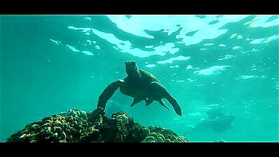 FIRST TIME IN HAWAII - LUNA'S JOURNEY (EPISODE 25)