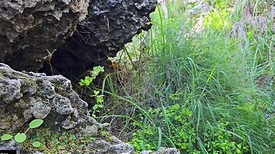Public Sex In A Cave With Thai MILF Bitch Who Is Truly Insatiable