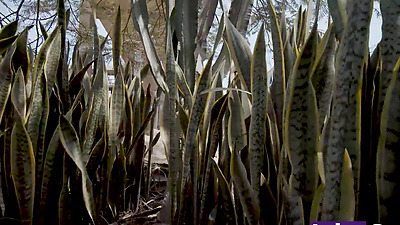 Shy 18 year old petite Latina gets fucked by a kinky stranger from Peru.