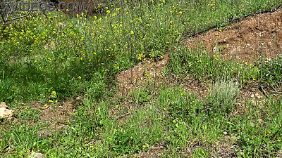 This american woman is CRAZY !!! She buys a dirty used dildo on the black market in a Muslim country !!!