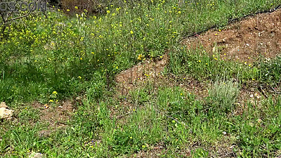 This american woman is CRAZY !!! She buys a dirty used dildo on the black market in a Muslim country !!!