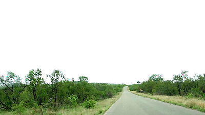 Nympho African Girlfriend Sucks My White Penis After Exotic Safari Date