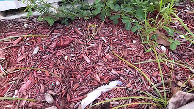 Step Mom Makes You Get a J*b