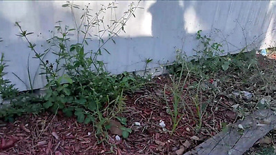 Step Mom Makes You Get a J*b